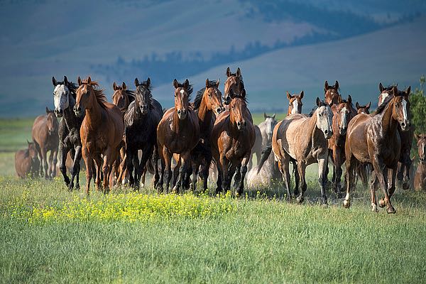 Montana Thunder