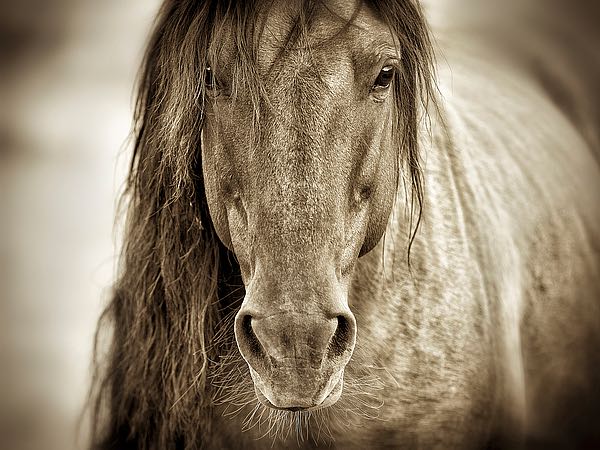 Mustang Sally