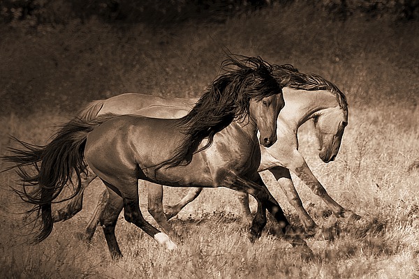 The Dance