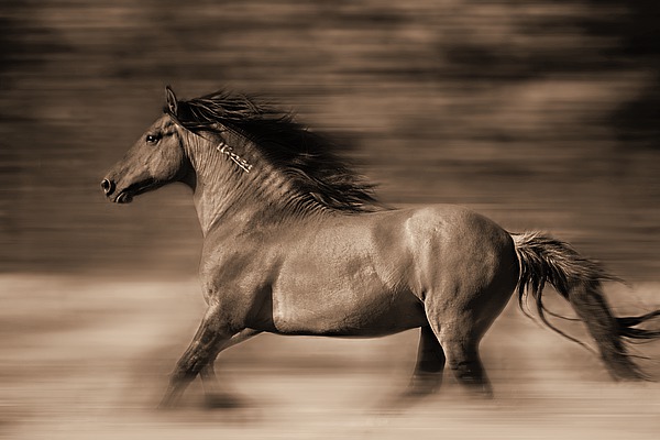 Wild Runner