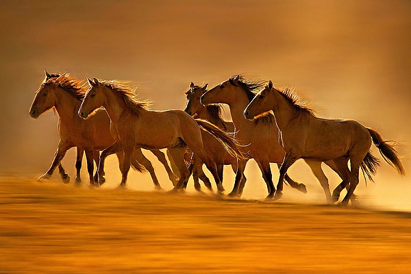 Night Runners