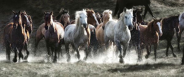 Renegades