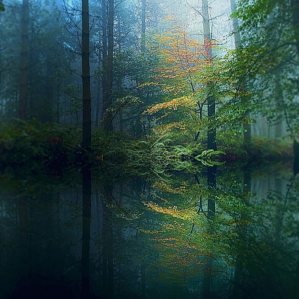 The Forest