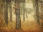 Oak Grove in Fog