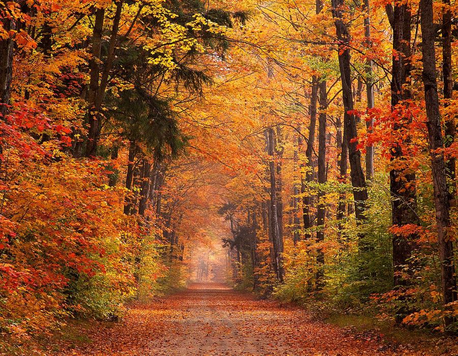Autumn Road