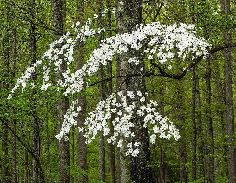 Dogwood Tree