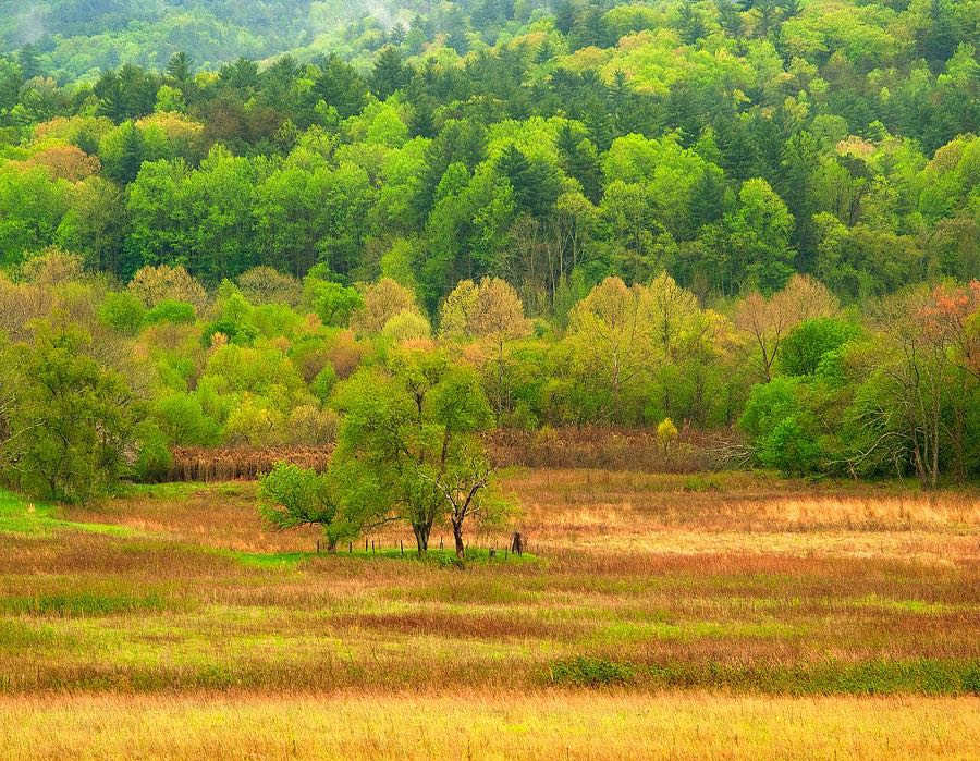 Spring Trees