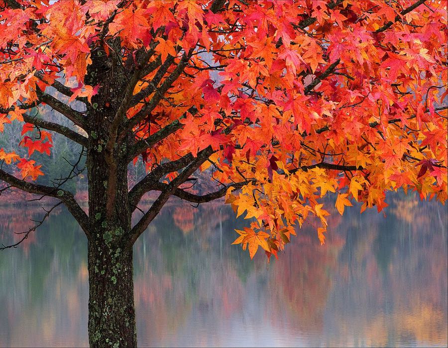 Sweet Gum