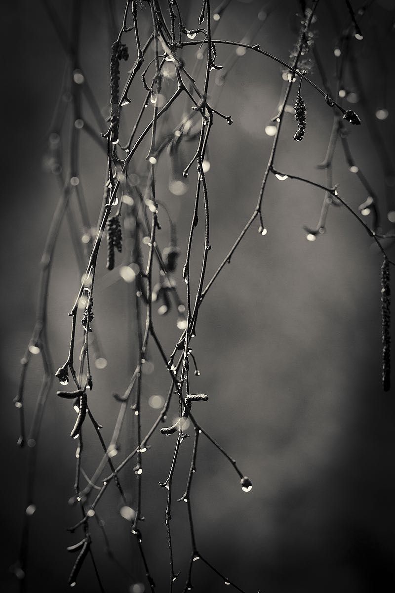 Bare Branches, 2017