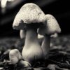 Mushroom No. 3