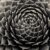 Succulent