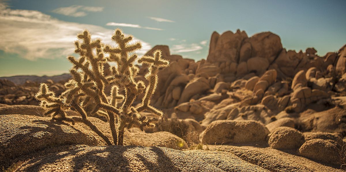 Desert Foreground