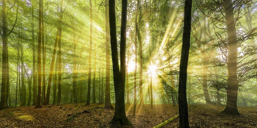 Nebelstimmung mit Sonne im Wald