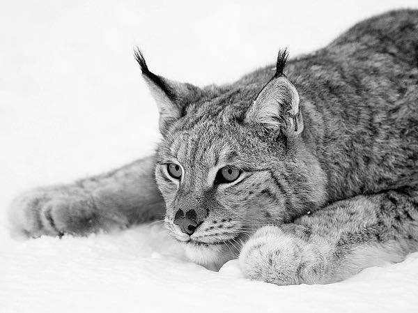Lynx