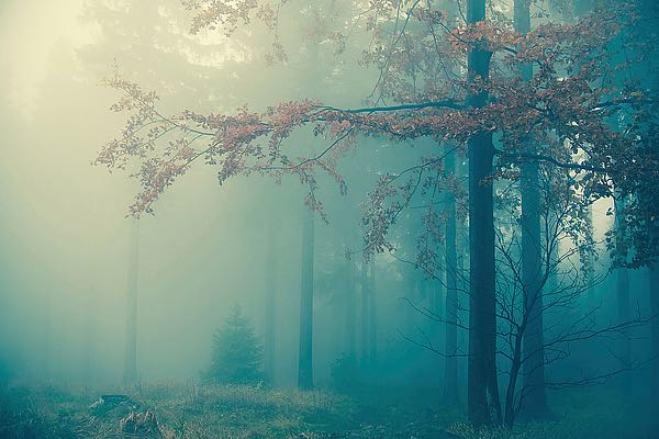 Woods