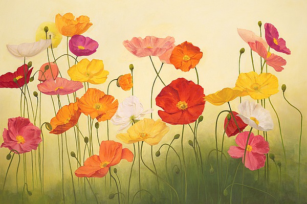 Sunlit Poppies