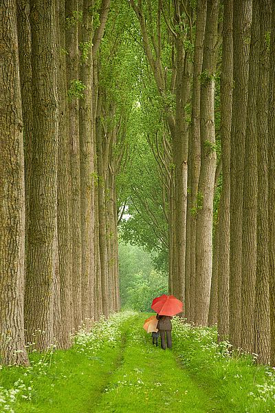 Two Umbrellas, Belgium