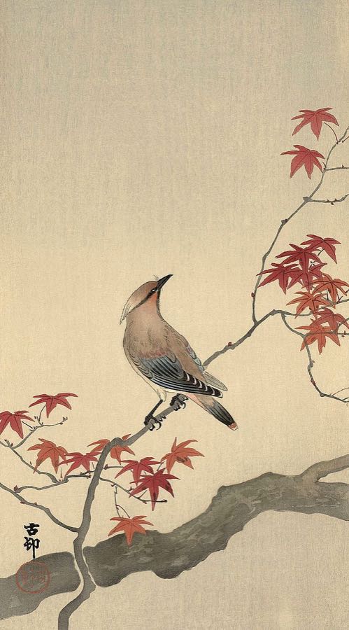 Japanese Waxwing on Maple, 1900-1936