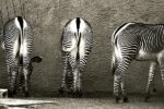 Zebra Butts