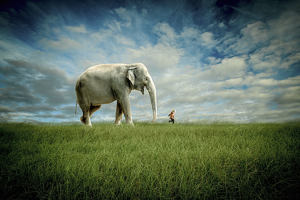 Elephant Follow Me