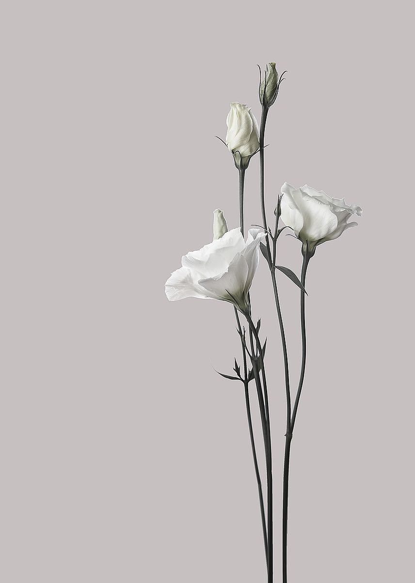 Flower 2