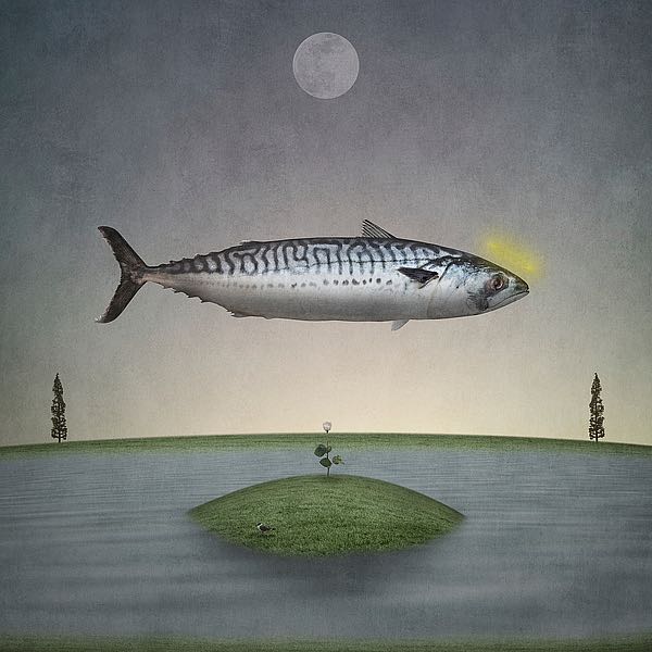 Holy Mackerel