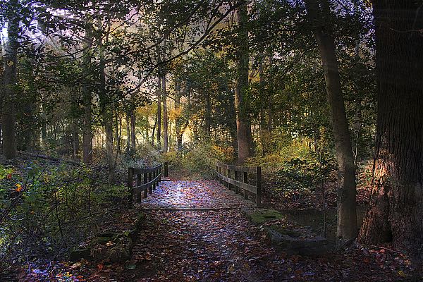 Beyond the Wooden Bridge
