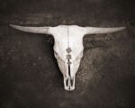 Sepia Cattle Skull