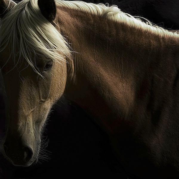 Spirit Horse