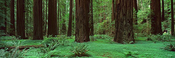 Redwoods, Rolph Grove