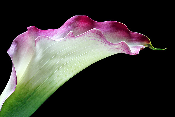 Calla Lily