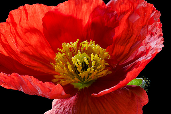 Red Poppy