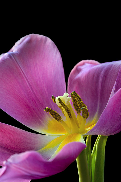 Pink Tulip