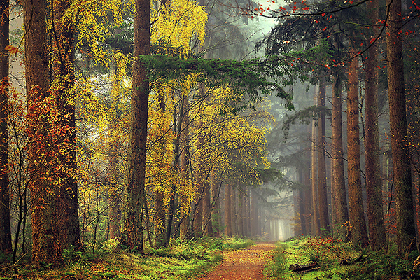 Colors of the Forest IV