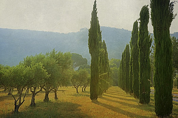 Cypress Shadows