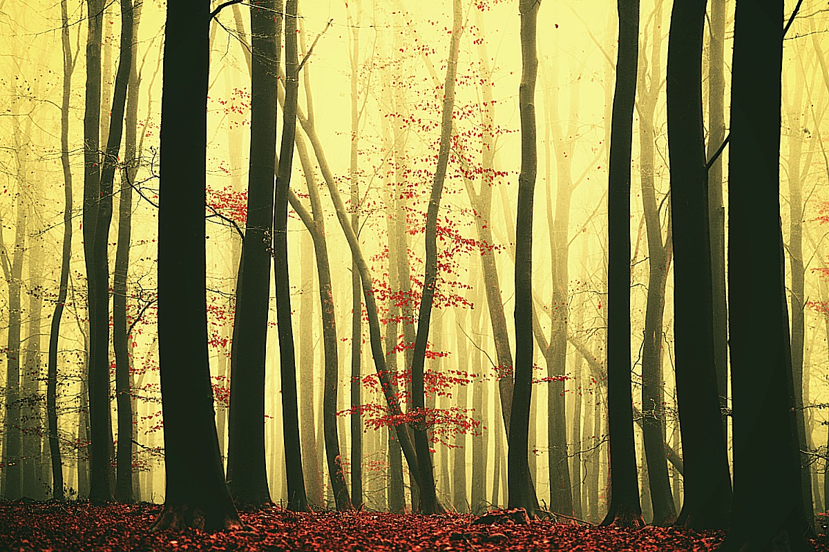 Red Leaves