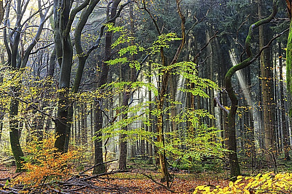 Colors of the Forest IV