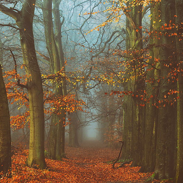 Path of the Mystics