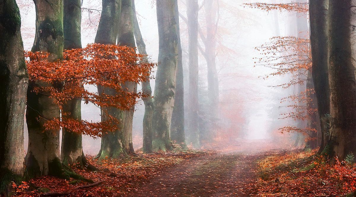 Last Guide Before the Mist