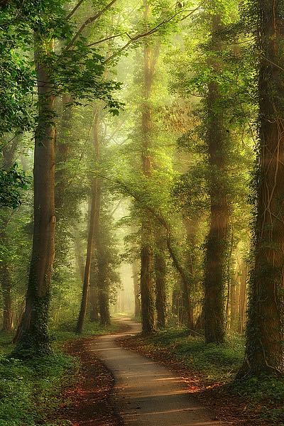 Snake Path
