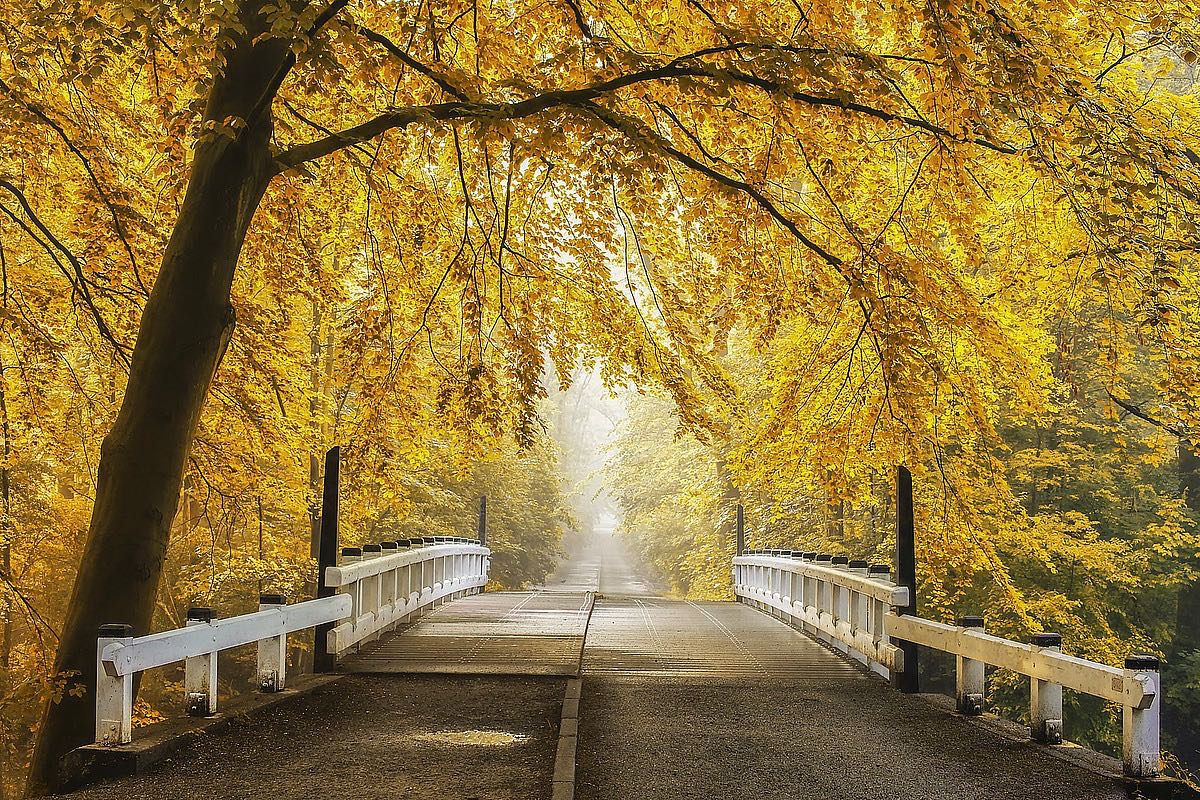 Bridge To Fall III