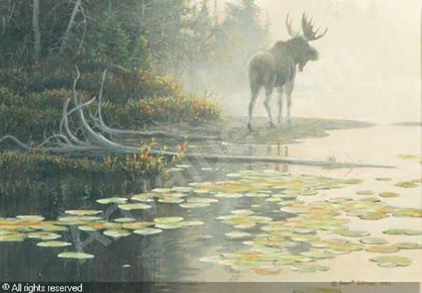 Moose At Water's Edge