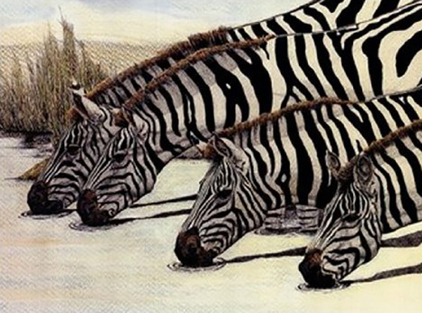 Four Zebras Drinking