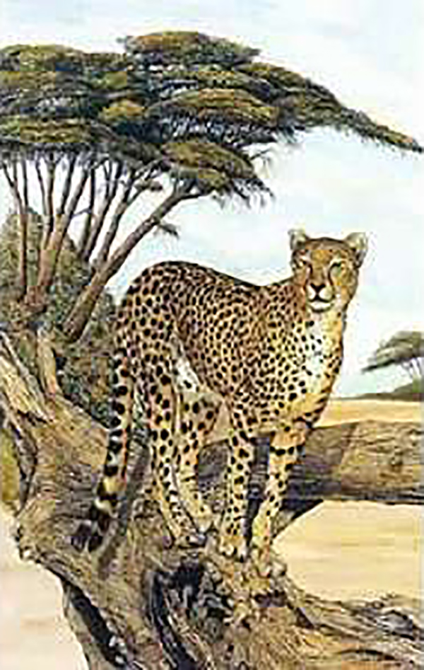 Cheetah Gazing