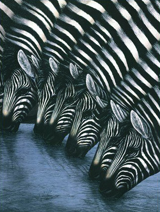 Zebras Watering Hole