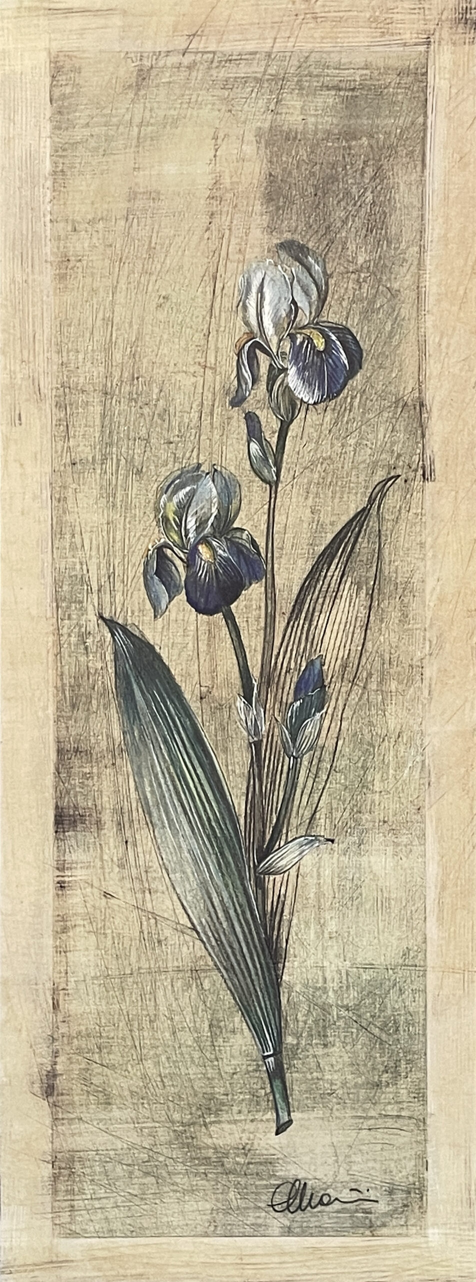 Iris