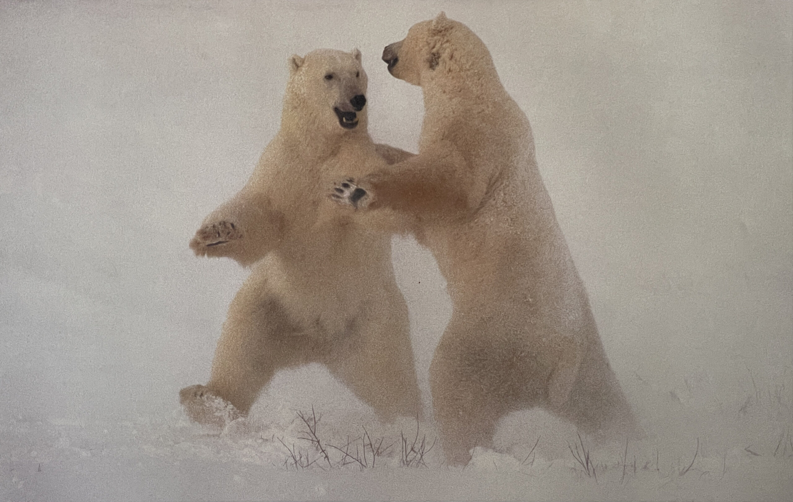 Polar Dance