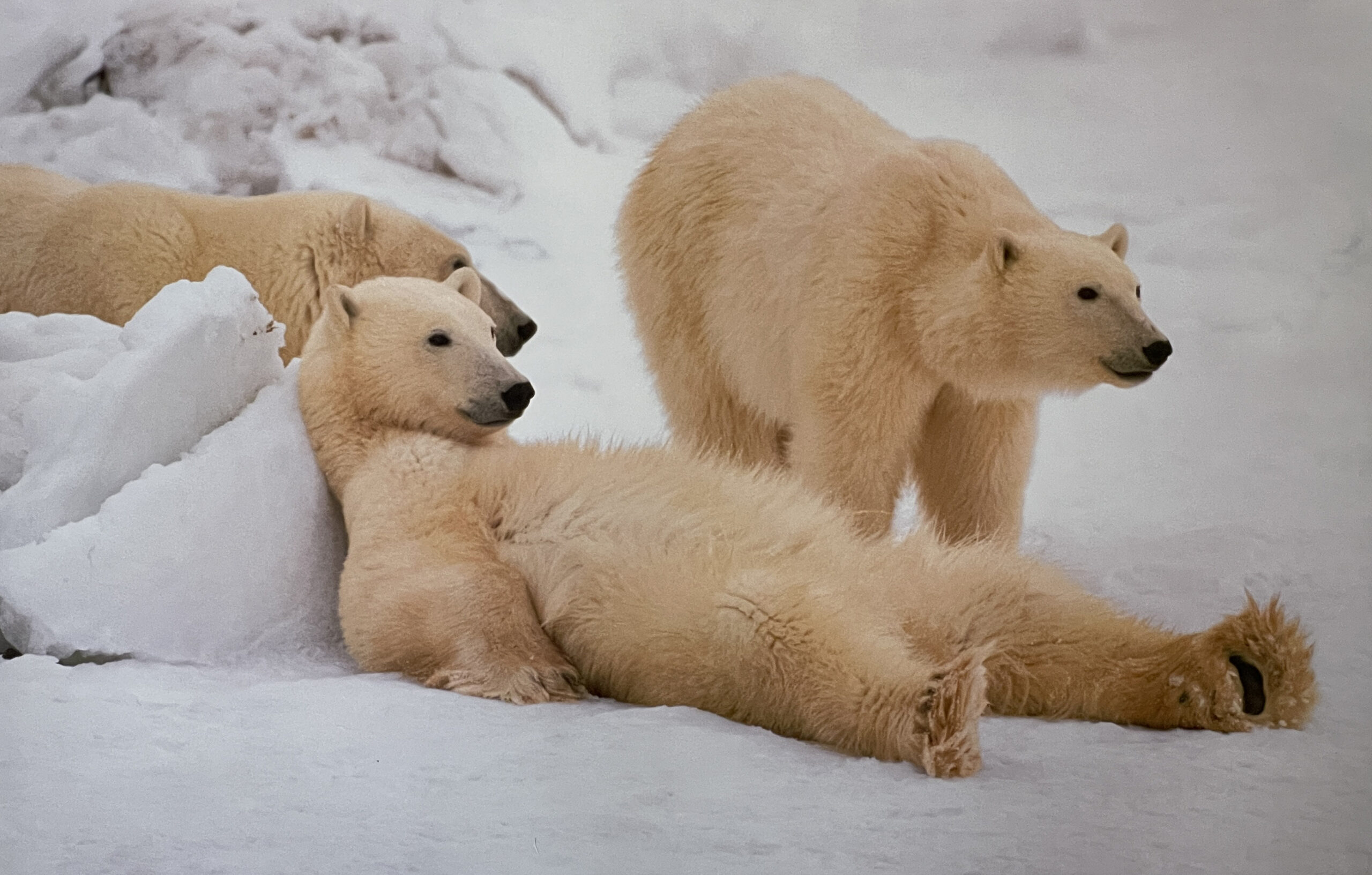 Bad Boys of the Arctic