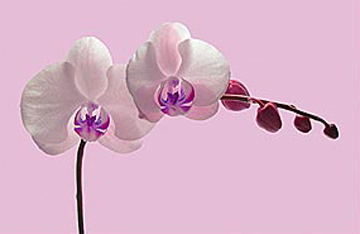 Orchid Radiance II