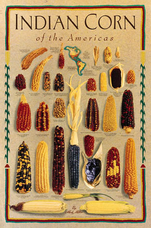 Indian Corn of the Americas (beige background)